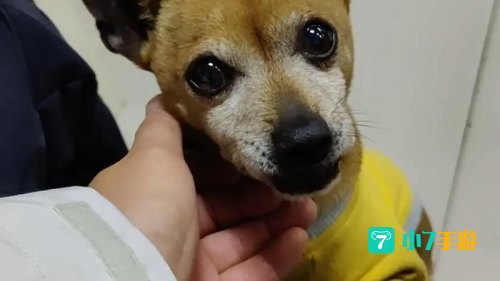 跳跳犬