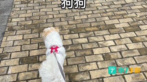 跳跳犬
