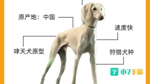 细狗什么意思