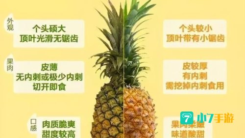 菠萝梗